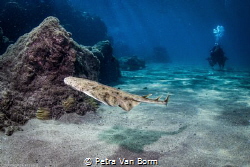 baby angel shark, squatina squatina, currently endangered... by Petra Van Borm 